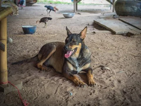 A dog lay down on the floor Stock Photos