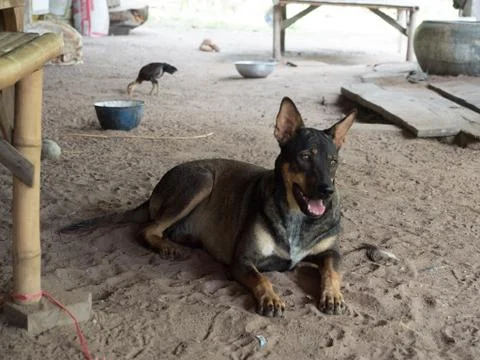 A dog lay down on the floor Stock Photos