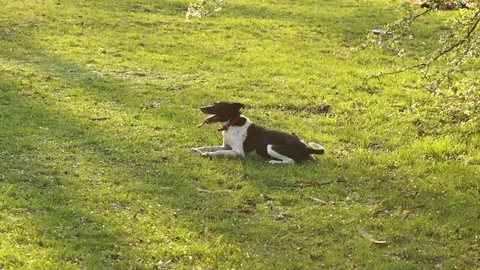 The dog lay down to rest. Stock Footage 74451635