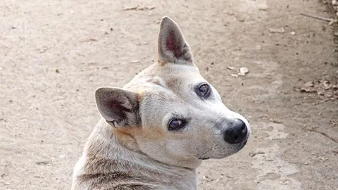 Dog lay on the floor and looking back. Stock Footage 306942453
