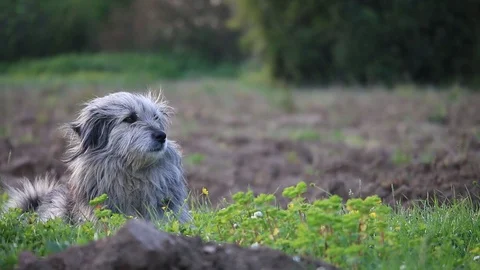 Dog lay on the grass Video stock 90193558