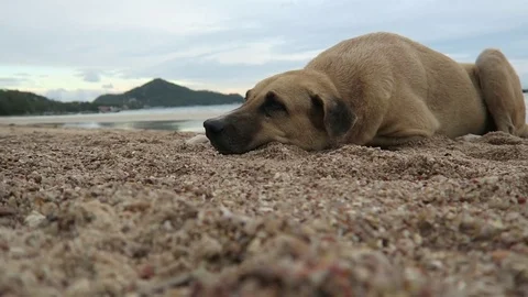 Dog laying on beach Stock Footage 80899970