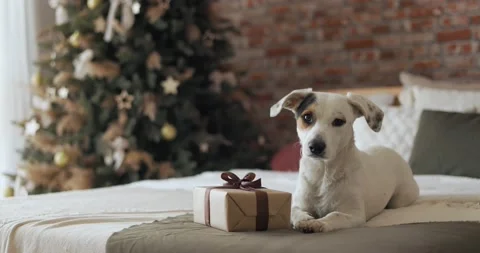 Dog laying on a bed with a wraped gift box Video stock 233292491
