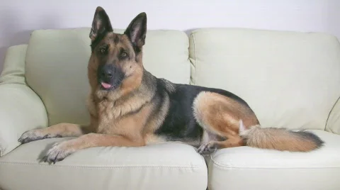 Dog laying on the couch Stock Footage