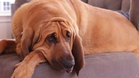 Dog Laying On Couch Stock Footage 344915168