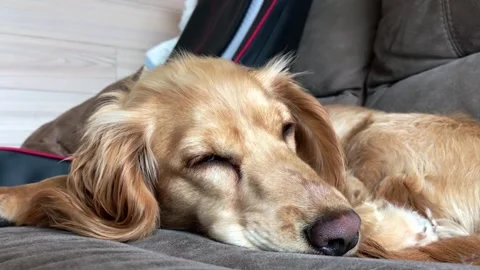Dog is laying on a couch with its head resting on its paws Stock Footage 304439453