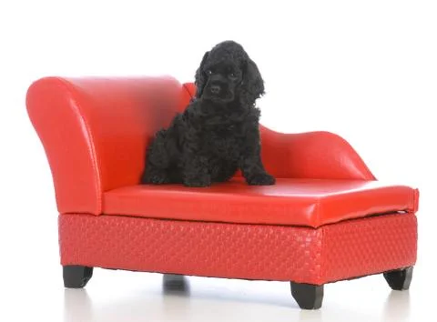 Dog laying on the couch Stock Photos