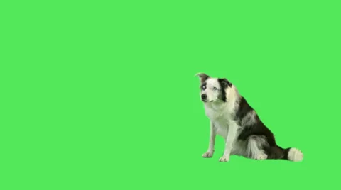 Dog laying down and rolling over in green screen studio  動画素材 32264088