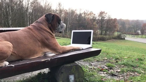 Dog laying down on bench and working on laptop. 스톡 동영상 82378972