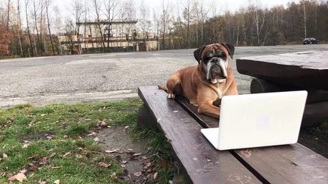 Dog laying down on bench and working on laptop. Stock Footage 82379431