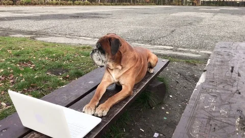 Dog laying down on bench and working on laptop. Stock Footage 82379445
