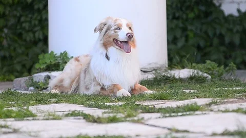 Dog laying down by the building Stock Footage 91326101