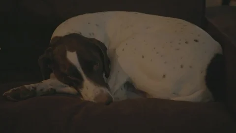 Dog laying down on a couch Stock Footage 103862312