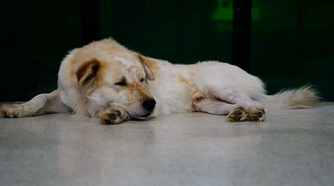 Dog laying down on the floor Stock Footage 55728787