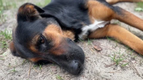 Dog laying down Stock Footage 282831347