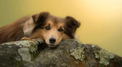 Dog laying down on its side Stock Photos