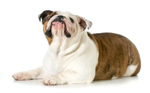 Dog laying down looking up Stock Photos