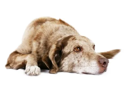 Dog laying down Stock Photos