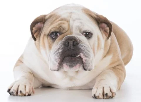 Dog laying down Stock Photos