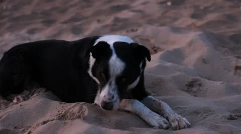 DOG LAYING DOWN IN THE SAND AT SUNSET Stock Footage 35731224
