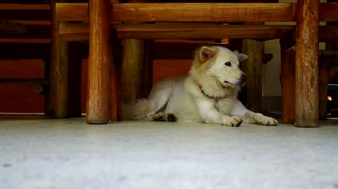 Dog laying down under the bench Stock Footage 55728684