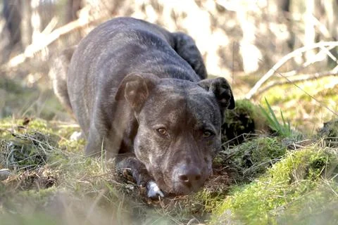 Dog is laying down in the woods Stock Photos