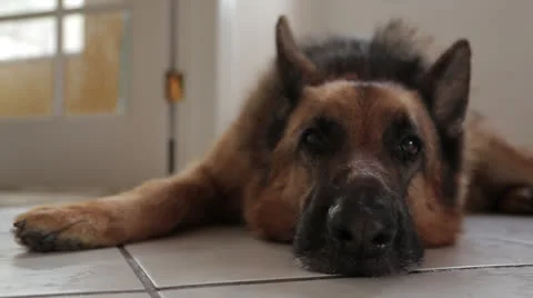 Dog Laying On Floor Stockbeeldmateriaal 27125646