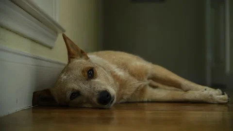 A Dog Laying on the Floor Vídeo Stock 169179613