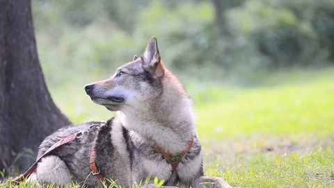 Dog laying in forest Stock Footage 95551524