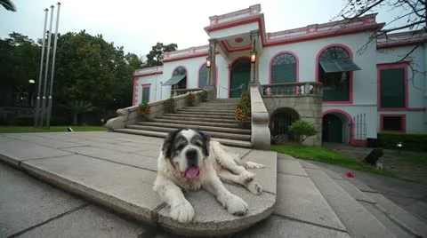 Dog laying in front of building Stock Footage 11497063