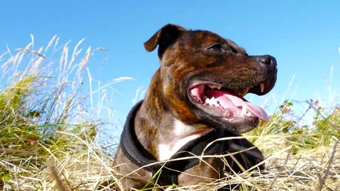 Dog laying in grass 4k Stock Footage 69096226