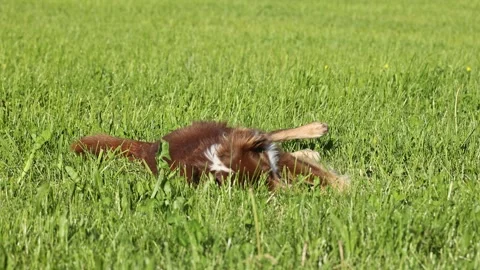 Dog is laying on the grass and rolling around Stock Footage 309059064