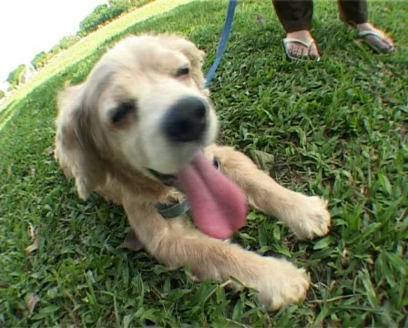 Dog Laying On Grass Stock Footage 135732