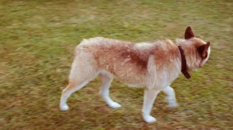 DOG LAYING ON GRASS Video stock 11234662