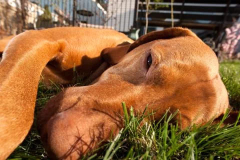 Dog laying in grass Stock Photos