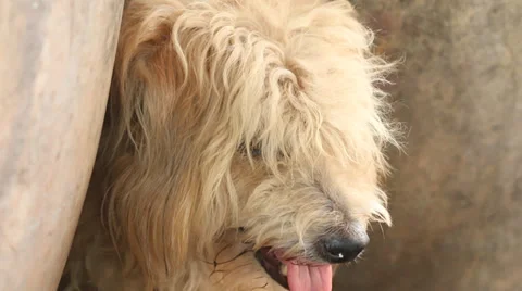 Dog laying on ground. Stock Footage 37003743