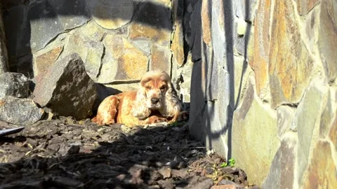 Dog is laying on the ground in front of a stone wall Stock Footage 304431843