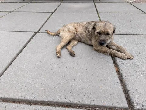 A dog laying on the ground on a sidewalk Stock-Fotos