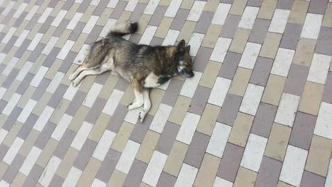 Dog laying on its side on patterned tiles, appearing calm and at ease. dog fur Stock-Fotos