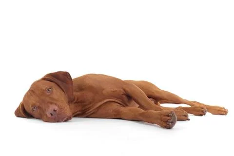 Dog laying on side Stock Photos