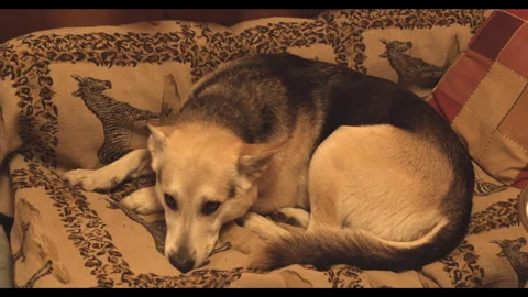 Dog laying on the sofa Stock Footage 272162024