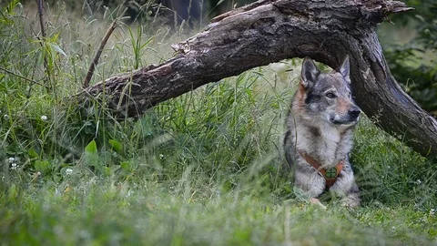 Dog is laying under the log Stock Footage 95551798