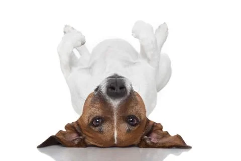 Dog  laying upside down 스톡 일러스트
