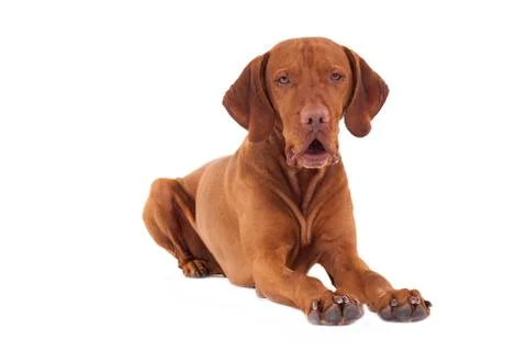Dog laying on white background Stock Photos