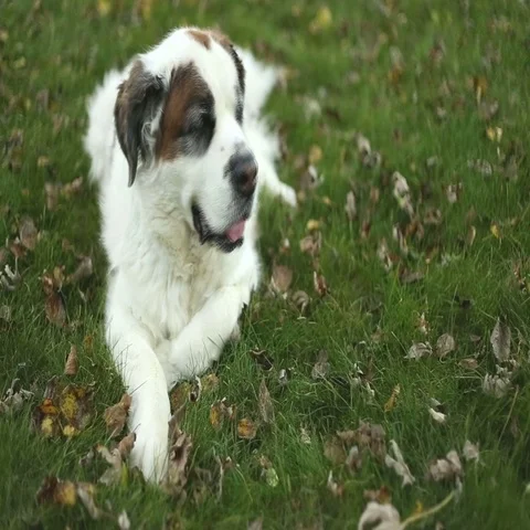 Dog laying in yard, video Video stock 69329199