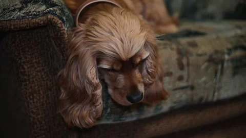 A dog lays on a couch with its head resting, appearing calm and content. The Stock Footage 338447496