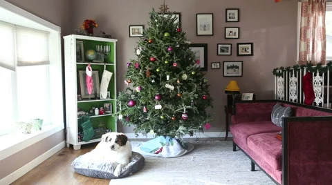 Dog lays down in bed under Christmas tree, video Видео 44553962