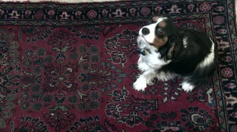 Dog Lays Down Stock Footage 22778367