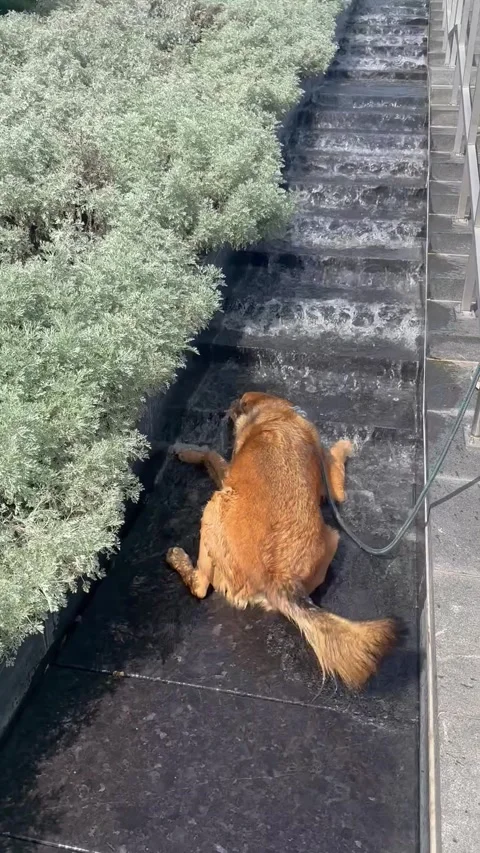Dog Lays Down in VMFA Waterfall Fountain, Richmond, Virginia, USA - 30 Aug 2025 Stock Footage 316715900