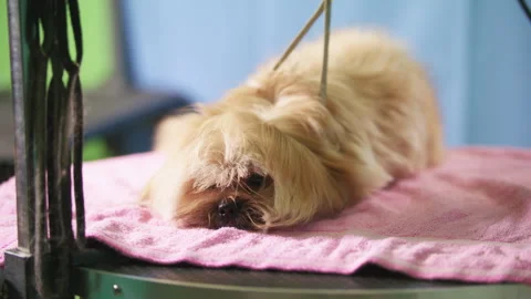 Dog lays down while being dried off by groomer Stock Footage 274622972
